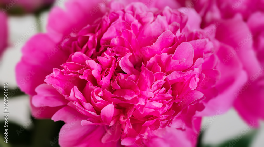 Vibrant, full bloom of a pink peony, showing delicate petals in a close-up view. Vibrant, full bloom of a pink peony, showing delicate petals in a close-up view.