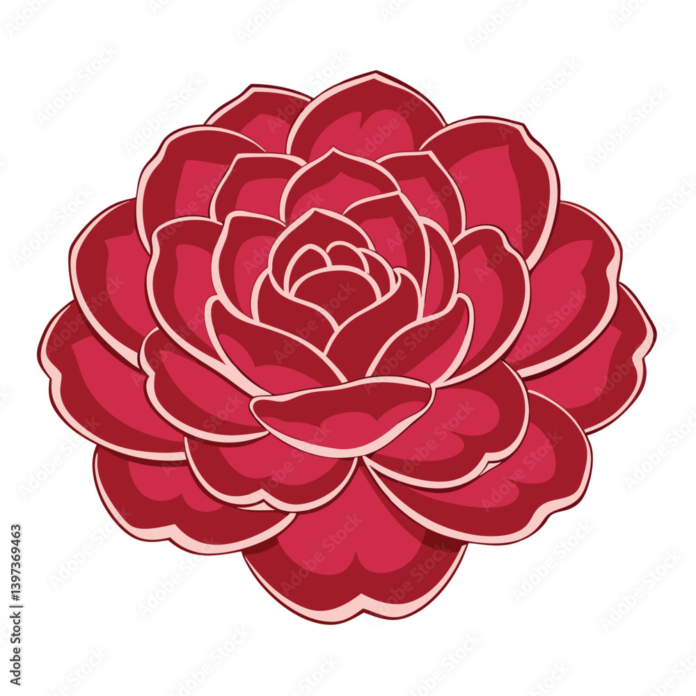 Beautiful burgundy rose with layered petals and outlines in blossom on white backdrop Beautiful burgundy rose with layered petals and outlines in blossom on white backdrop