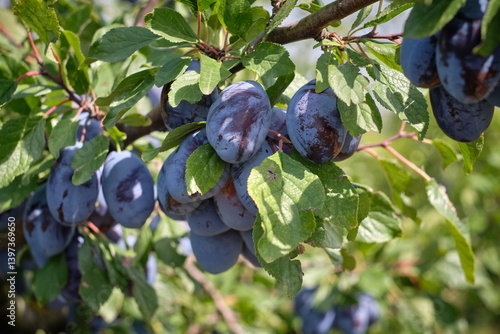 ripe plums on a tree