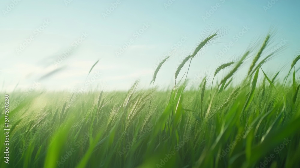 Green wheat field swaying in summer breeze
Green wheat field swaying in summer breeze