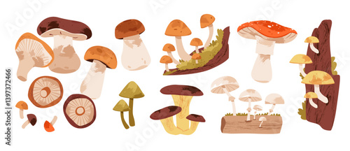 Mushroom collection with forest foraging elements such as oyster mushrooms, cep, and woodland moss. Vector illustration set featuring various edible and wild mushrooms