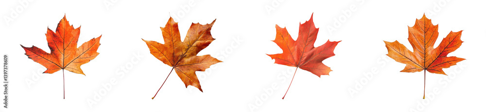 Obraz premium Four vibrant autumn maple leaves on display, cut out - stock png