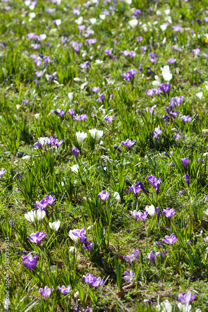 Blühende Krokusse auf einer Blumenwiese, Deutschland Blühende Krokusse auf einer Blumenwiese, Deutschland