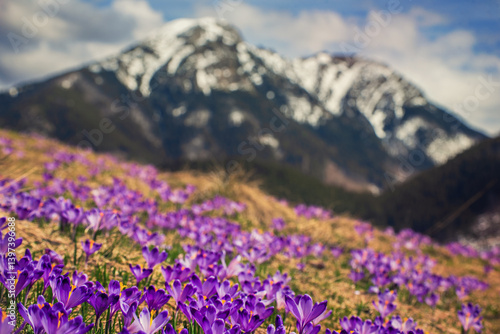 Fototapeta Naklejka Na Ścianę i Meble -  Dolina Chocholowska with blossoming purple crocuses or saffron flowers,Tatra mountains, Poland.
