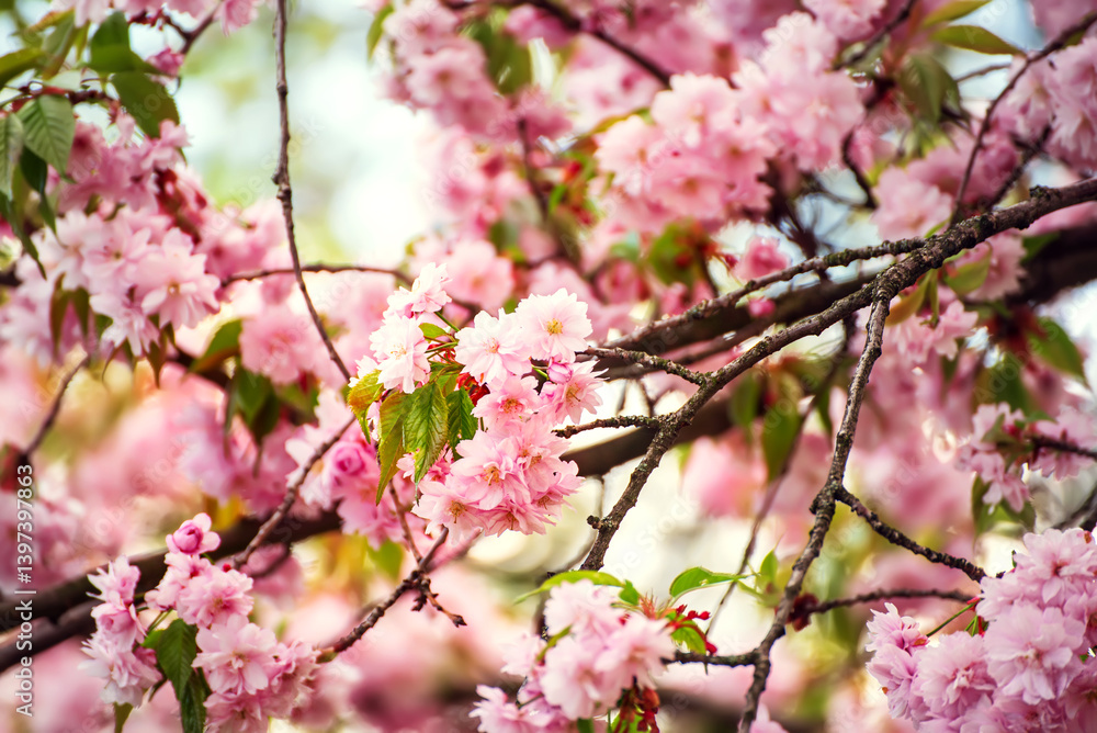 Sakura flowers blooming, spring seasonal Easter background Sakura flowers blooming, spring seasonal Easter background