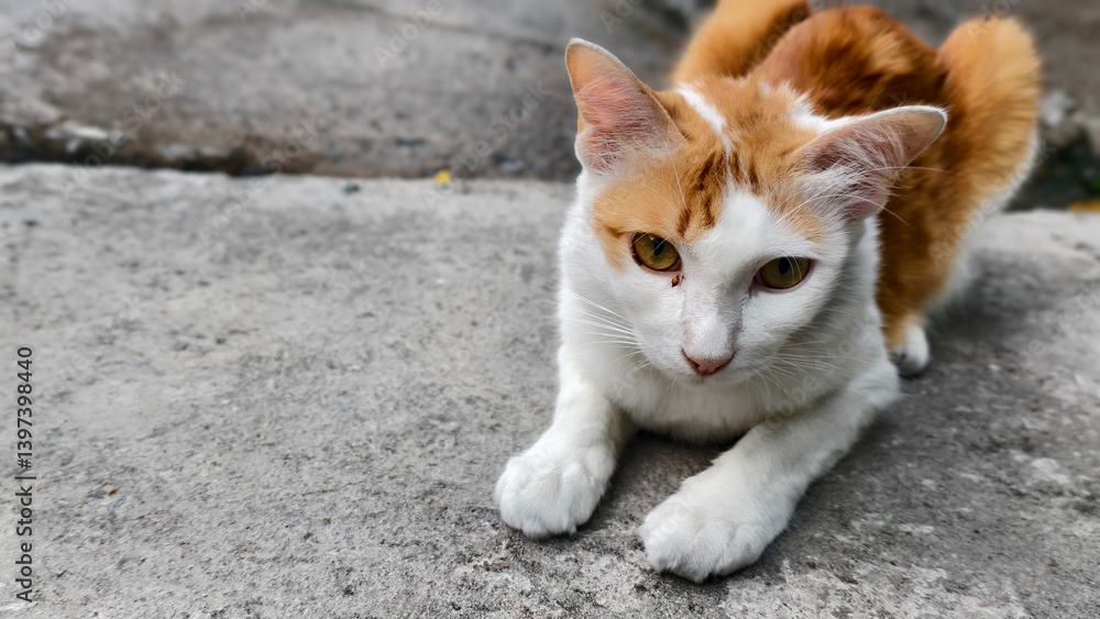 Playful Cat with Orange and White Fur Prowling Playful Cat with Orange and White Fur Prowling