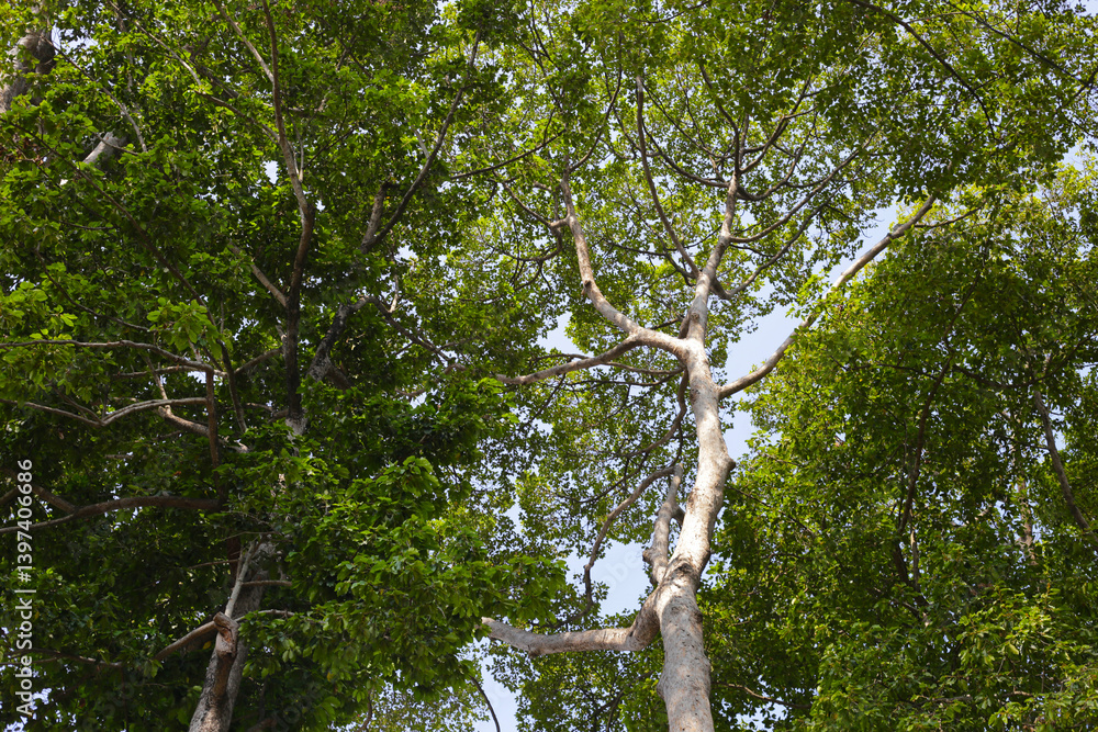 Fototapeta premium Looking up from down tree, Dipterocarpus tree, Big tree in Vietnam