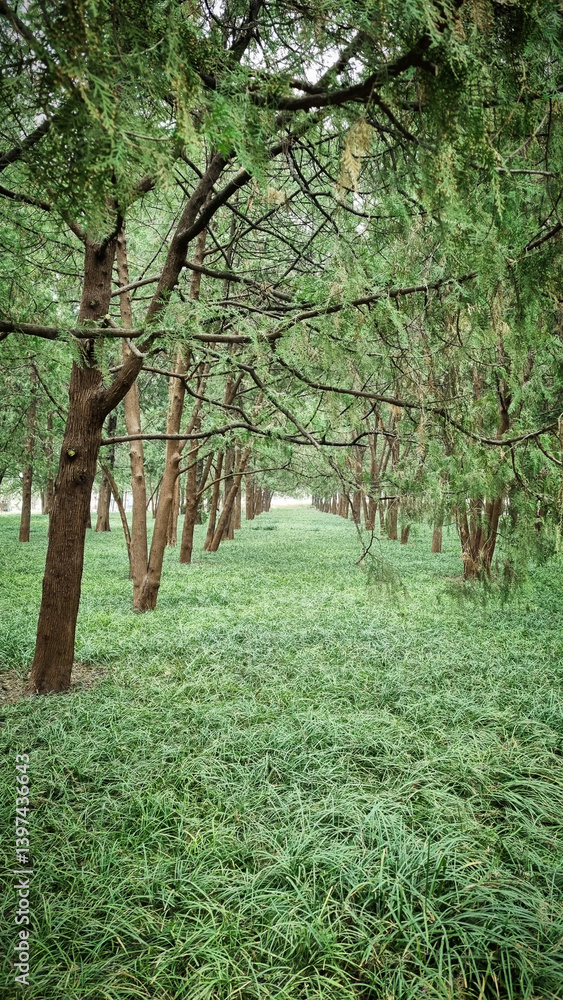 Landscape of idyllic park with tree trunks, leafs and green grassy lush foliage lawn is a tourist attraction for healthy hiking and agricultural traveling for relaxation and environment exploration Landscape of idyllic park with tree trunks, leafs and green grassy lush foliage lawn is a tourist attraction for healthy hiking and agricultural traveling for relaxation and environment exploration