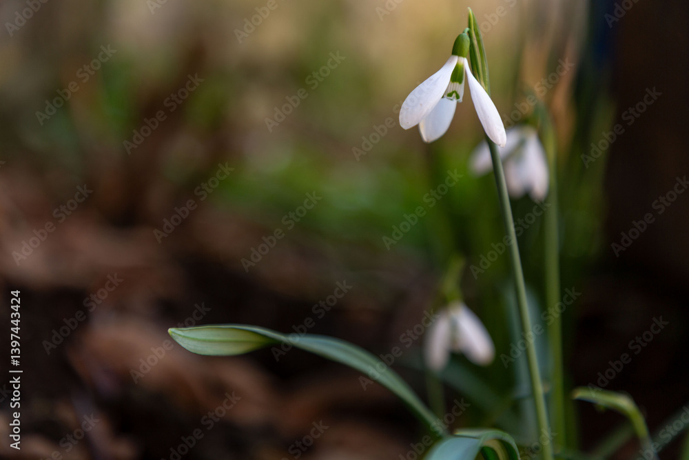 Elegant and fragile blossoms of white snowdrops Elegant and fragile blossoms of white snowdrops
