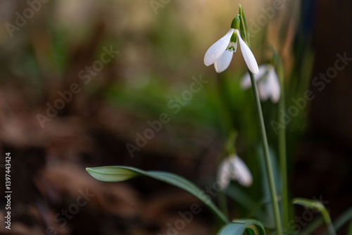 Obraz na płótnie Elegant and fragile blossoms of white snowdrops w salonie