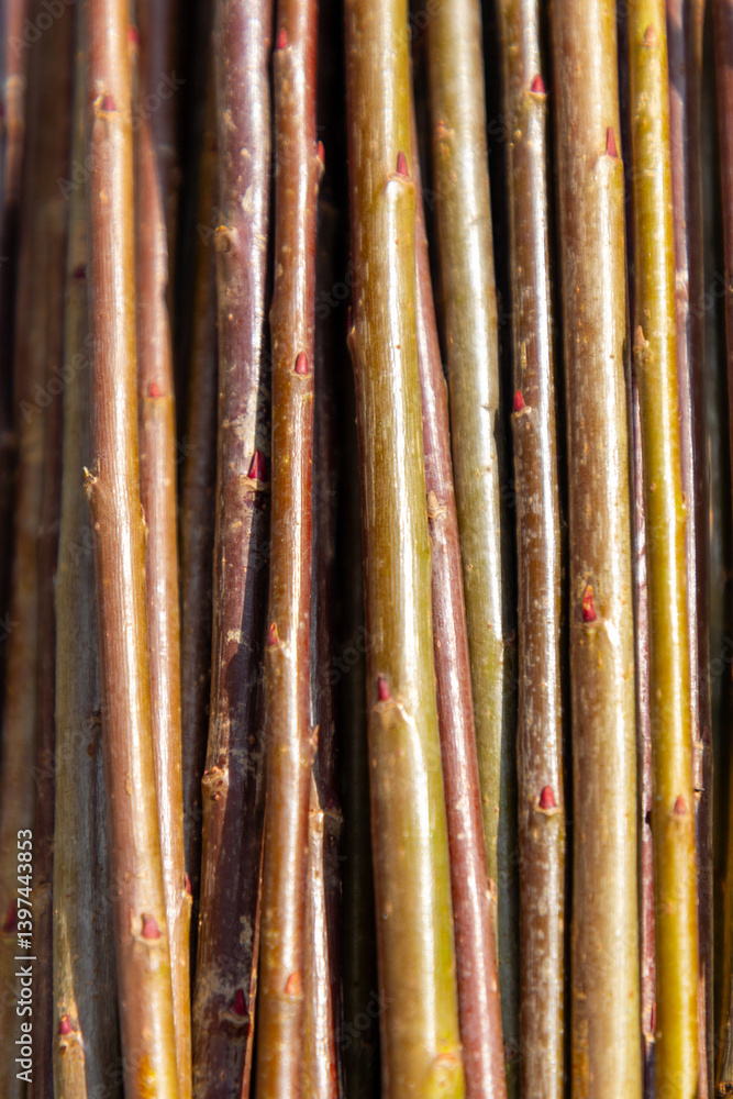 Colorful willow rods harvested and left to dry up for basket weaving