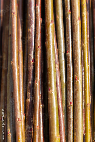Obraz na płótnie Colorful willow rods harvested and left to dry up for basket weaving w salonie