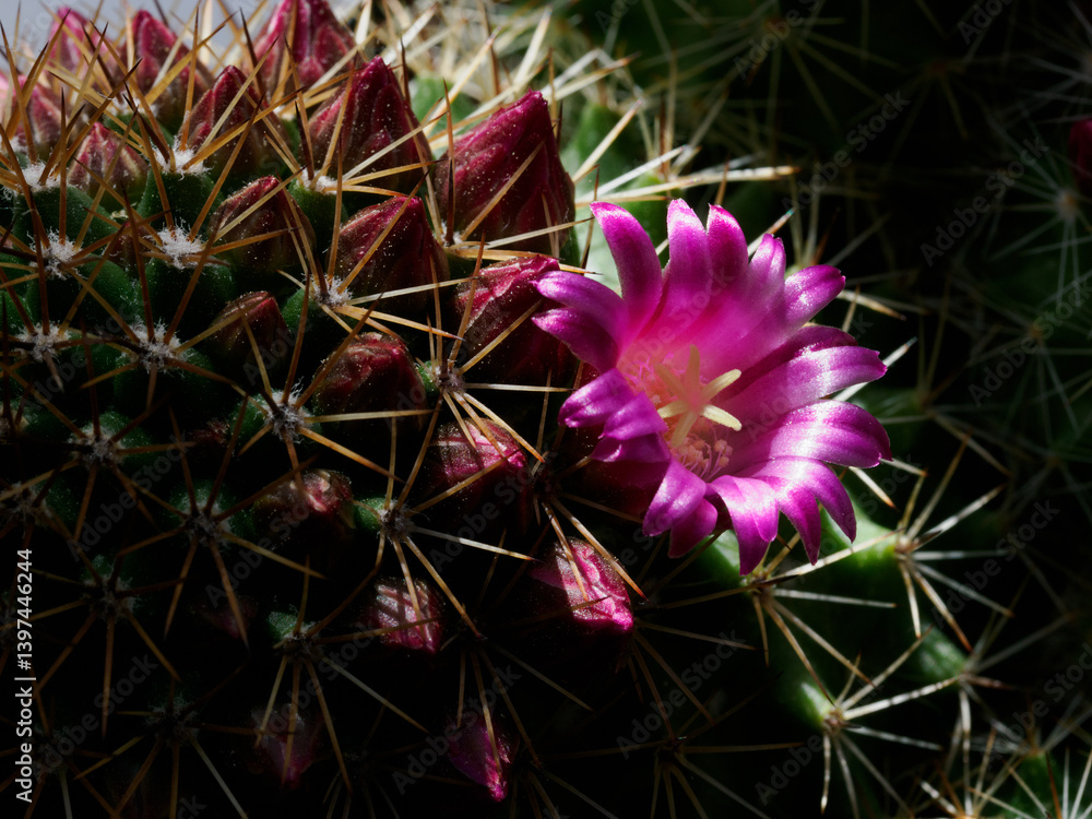 Mammillaria, a flowering cactus at springtime