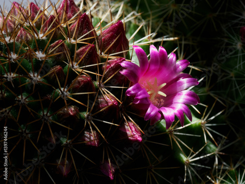 Obraz na płótnie Mammillaria, a flowering cactus at springtime w salonie