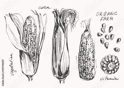 Hand drawn ink corn ear and grains. Vegetable sketches set. Food drawngs for labels and packaging.