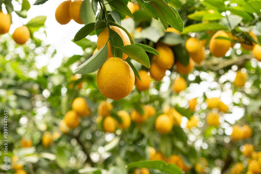 Lemon Tree Branches with Fresh Citrus Fruits in an Orchard Lemon Tree Branches with Fresh Citrus Fruits in an Orchard
