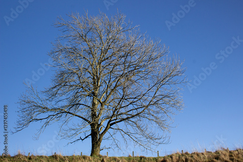 Lone tree with no leaves on the horizon against a blue sky