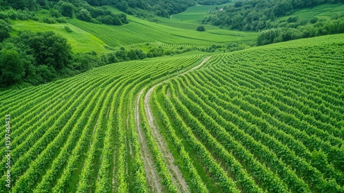 Obraz na płótnie Verdant Vineyard Rows Stretching Across Rolling Green Hills under Natural Sunlight Aerial View Capturing the Essence of Agricultural Beauty w salonie