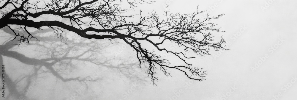 Fototapeta premium abstract background tree branch on white background