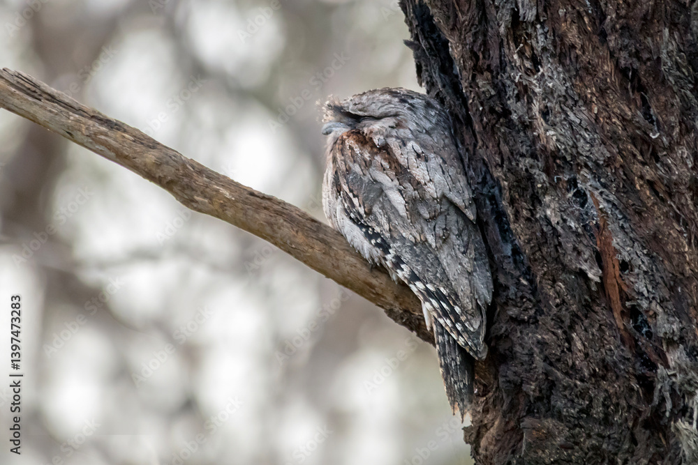 Tawny Frogmouth perched in natural habitat � Australia � Podargus strigoides Tawny Frogmouth perched in natural habitat � Australia � Podargus strigoides