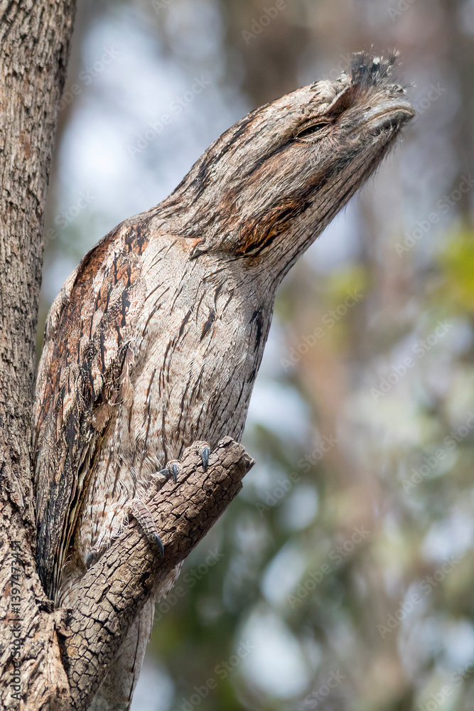 Obraz premium Nocturnal Australian bird � Tawny Frogmouth in situ � Podargus strigoides