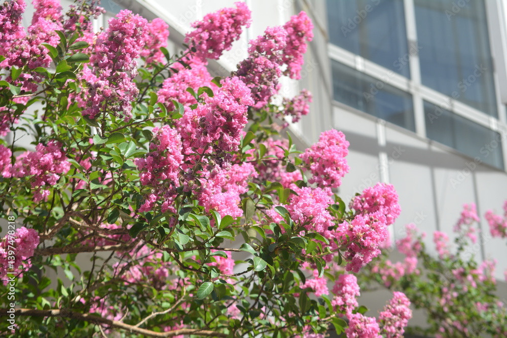 Fototapeta premium Vibrant pink flowers bloom near modern architecture in urban setting during sunny day