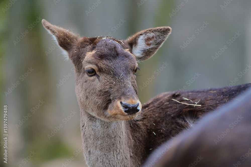 Cute female fallow deer ,,dama dama,, in Carpathian forest, Slovakia Cute female fallow deer ,,dama dama,, in Carpathian forest, Slovakia
