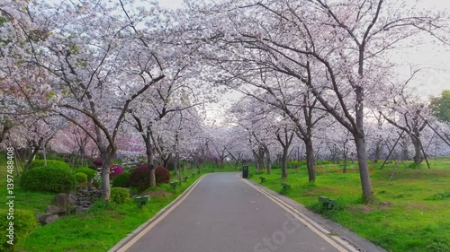 Wallpaper Mural Wuhan East Lake Cherry Blossom Garden Spring Cherry Blossoms in Full Bloom Torontodigital.ca