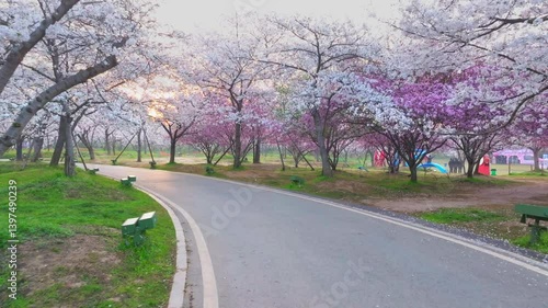 Wallpaper Mural Wuhan East Lake Cherry Blossom Garden Spring Cherry Blossoms in Full Bloom Torontodigital.ca