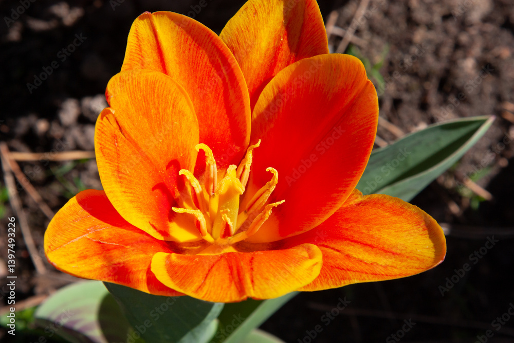 Bright orange flowers in spring. Close-up of Tulipa Kaufmanniana. The tulip is often called water lily because of its pointed petals. Beautiful floral background Bright orange flowers in spring. Close-up of Tulipa Kaufmanniana. The tulip is often called water lily because of its pointed petals. Beautiful floral background
