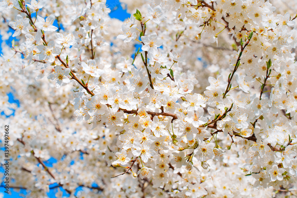 Blooming Cherry Blossom Branch Against Clear Blue Sky Blooming Cherry Blossom Branch Against Clear Blue Sky