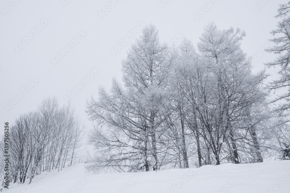 Fototapeta premium 雪景色