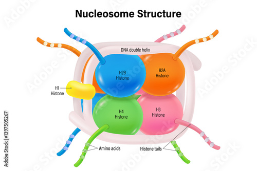 Nucleosome Structure. Structure of Histone protein.  8 histone proteins (H2A, H2B, H3, and H4) core. DNA double helix.