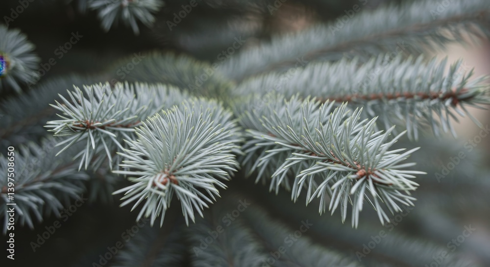 Blue Spruce Branches Close Up - Detailed close-up of delicate blue spruce branches, showcasing their texture and color. Perfect for winter, nature, or holiday themes Blue Spruce Branches Close Up - Detailed close-up of delicate blue spruce branches, showcasing their texture and color. Perfect for winter, nature, or holiday themes