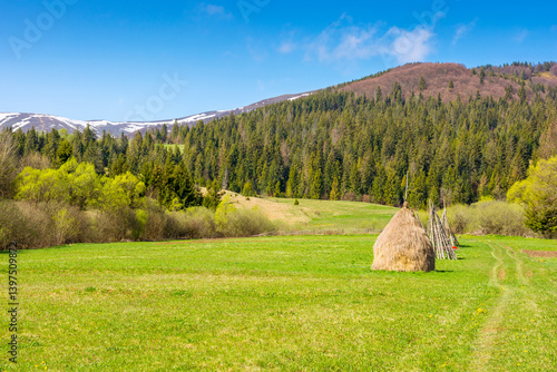 Obraz na płótnie mountainous rural landscape of ukraine in spring. outdoor adventure. countryside scenery on a sunny morning. coniferous forest on hill. haystack and wooden fence on green grassy meadow under blue sky w salonie