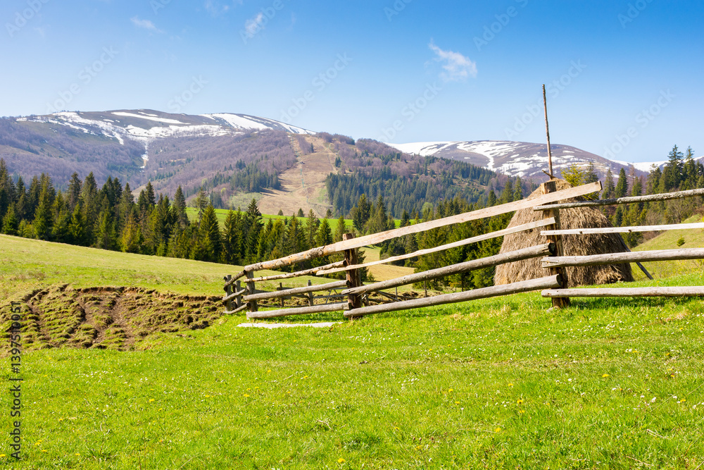 mountainous rural landscape of ukraine in spring. scenic view. countryside scenery on a sunny morning. coniferous forest on hill. haystack and wooden fence on green grassy meadow under blue sky