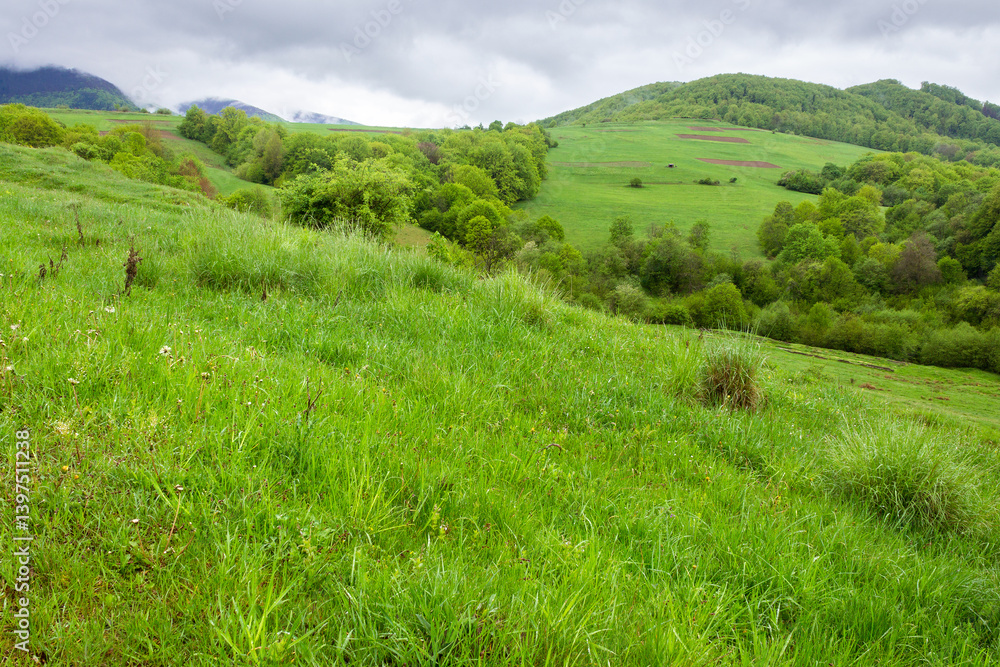 pasture on hill in rural landscape in spring. highland of ukraine. scenic nature scenery with green grass and foliage on a rainy day. clouds on the sky above the distant mountain. rain drip