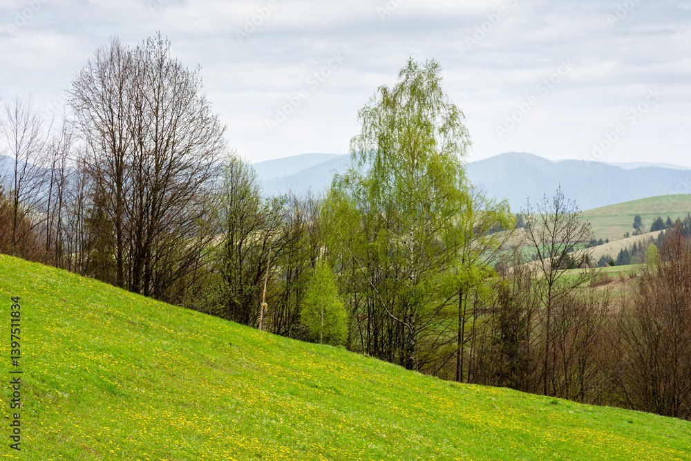 countryside mountain landscape in spring. sustainable farmland. cloudy weather. field and forest on the hill. rolling rural scenery of podobovets valley. transcarpathia region