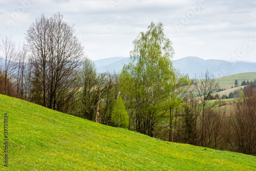 Obraz na płótnie countryside mountain landscape in spring. sustainable farmland. cloudy weather. field and forest on the hill. rolling rural scenery of podobovets valley. transcarpathia region w salonie