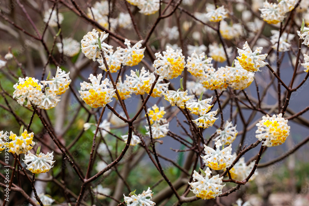 Beautiful white paperbush flowers blooming in the forest.
