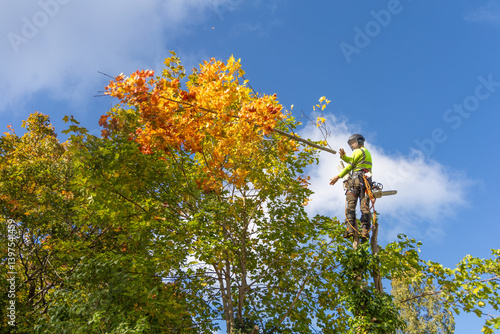 Professional arborist in safety gear climbs a maple tree with yellow autumn leaves, preparing to prune or cut it down.