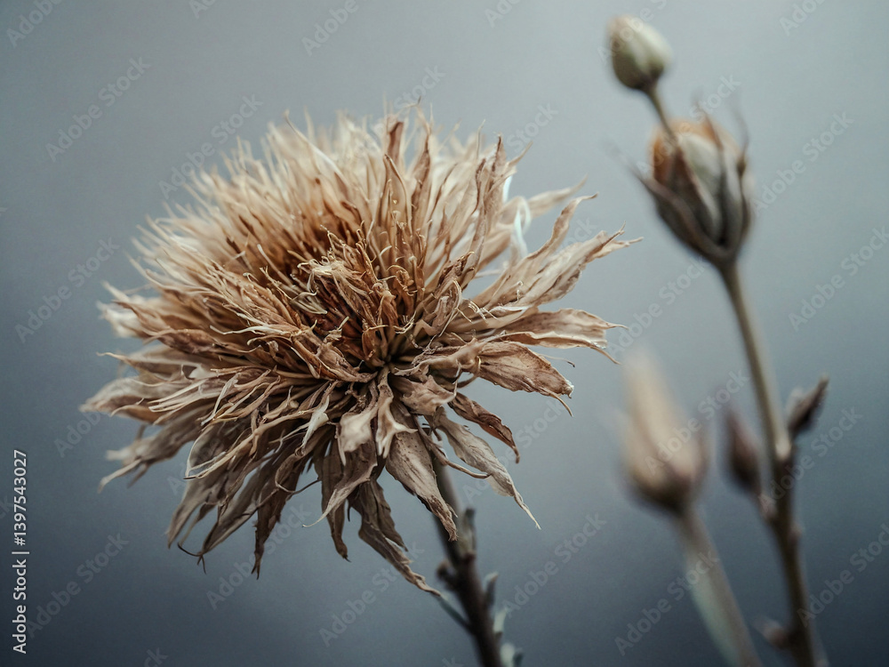 Dry flower plant with soft tones on gray.