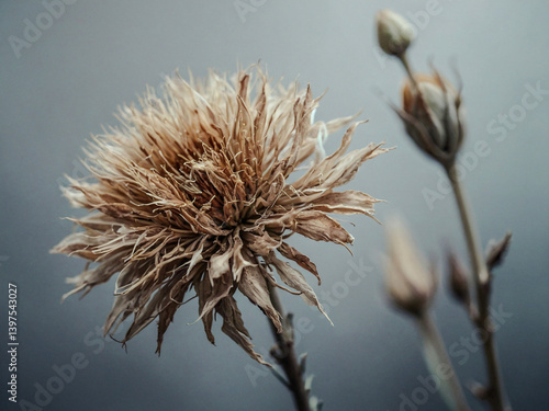 Obraz na płótnie Dry flower plant with soft tones on gray. w salonie