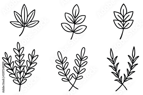 Thyme Leaf Clipart Graphics Pack