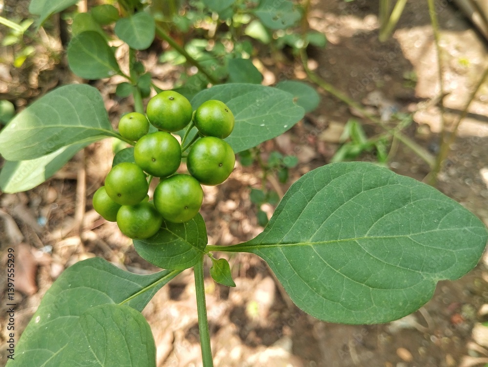Fototapeta premium Leunca or nightshade fruit (Solanum nigrum) still on tree in outdoor garden 