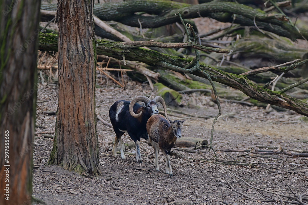 custom made wallpaper toronto digitalQuiet european,, Ovis aries musimon,, mouflon in its natural environment, Slovakia