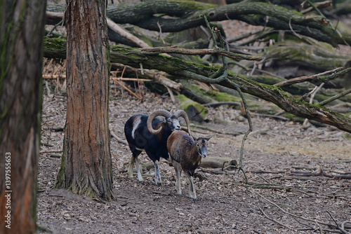 Wallpaper Mural Quiet european,, Ovis aries musimon,,  mouflon in its natural environment, Slovakia Torontodigital.ca