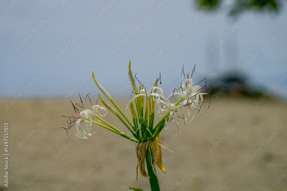 Close-up of exotic white beach flower with curly petals against a soft sandy and ocean backdrop Close-up of exotic white beach flower with curly petals against a soft sandy and ocean backdrop