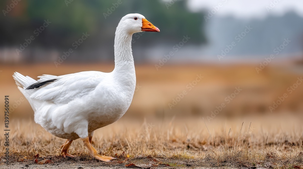 White goose gracefully walking on a serene field during autumn White goose gracefully walking on a serene field during autumn