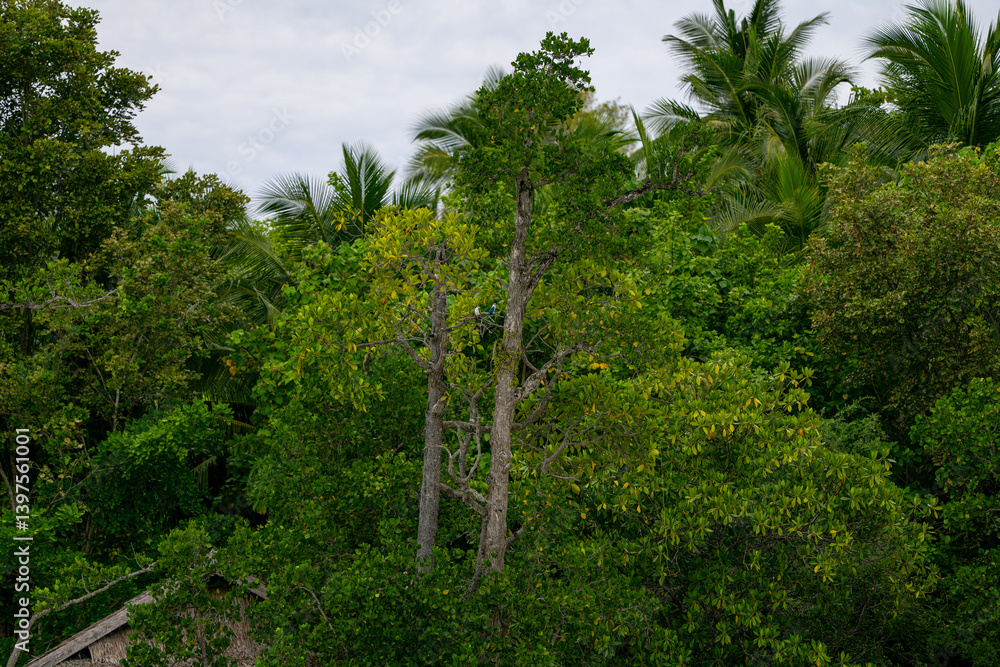 Fototapeta premium Dense tropical rainforest with variety of vibrant green trees and palm foliage